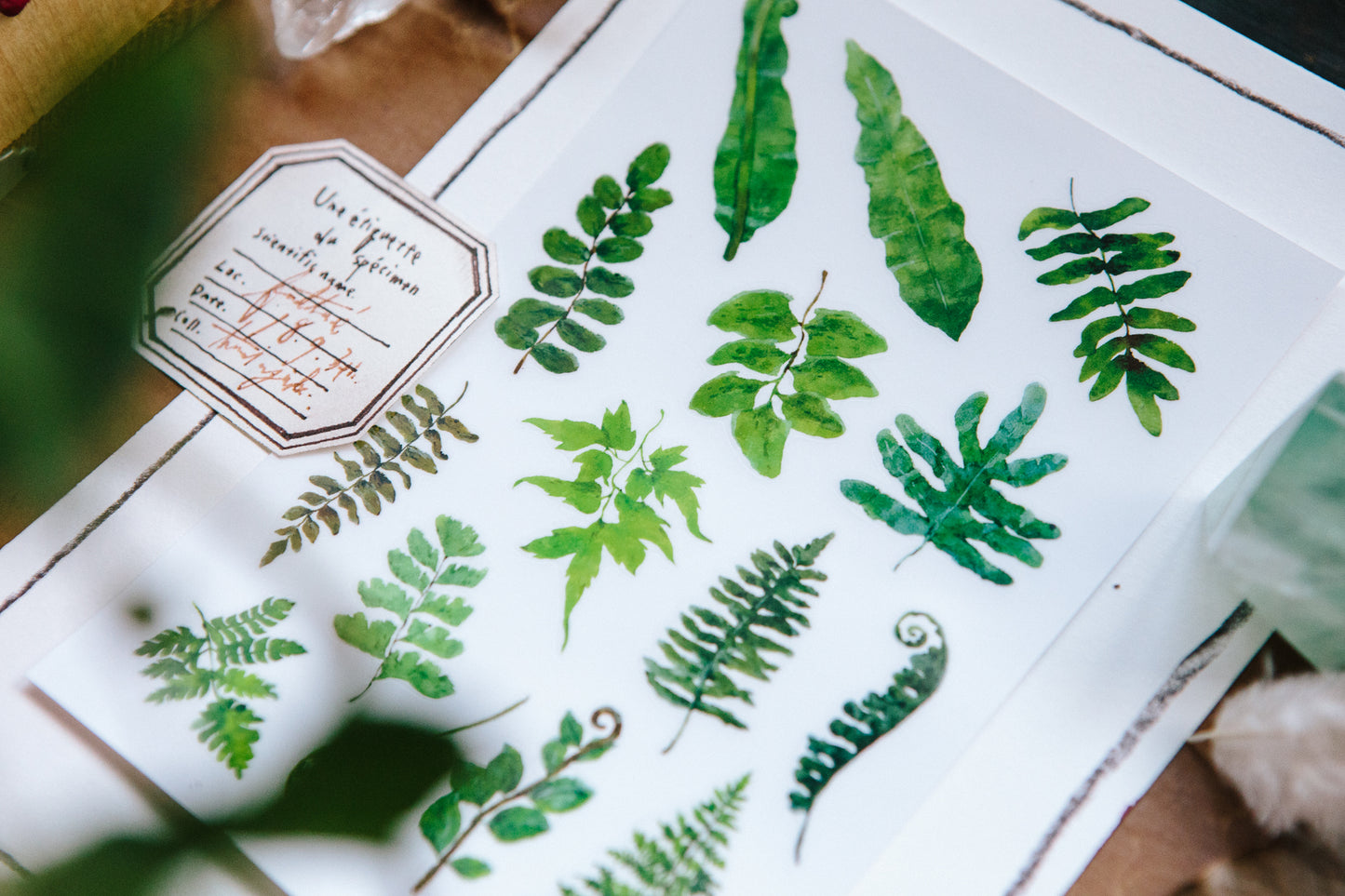 Ferns Transfer Sticker Sheet · OURS Studio