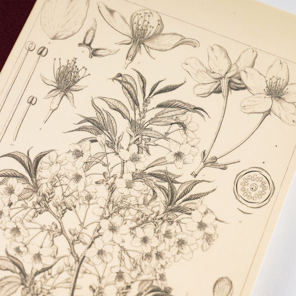 Hobonichi Yamazakura Graph Notebook