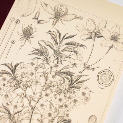 Hobonichi Yamazakura Graph Notebook