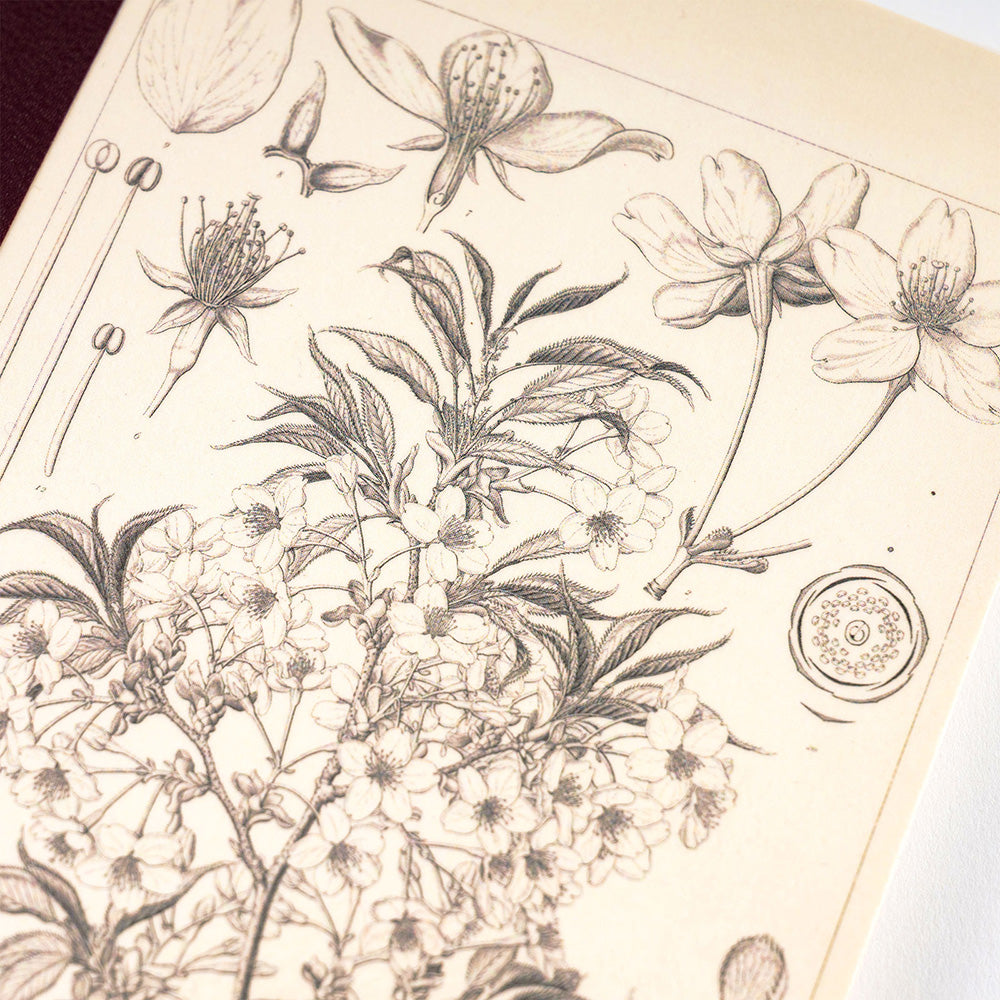 Hobonichi Yamazakura Graph Notebook